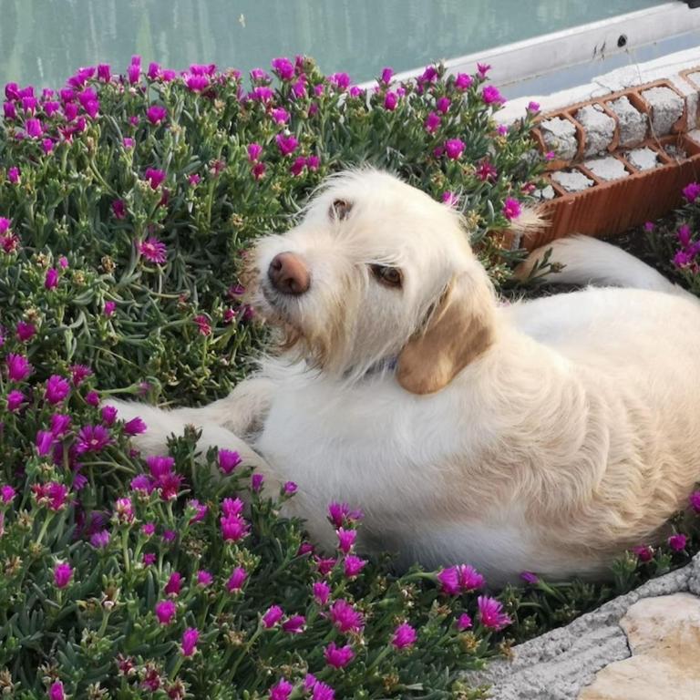 villa lavander hill - Villa - 13