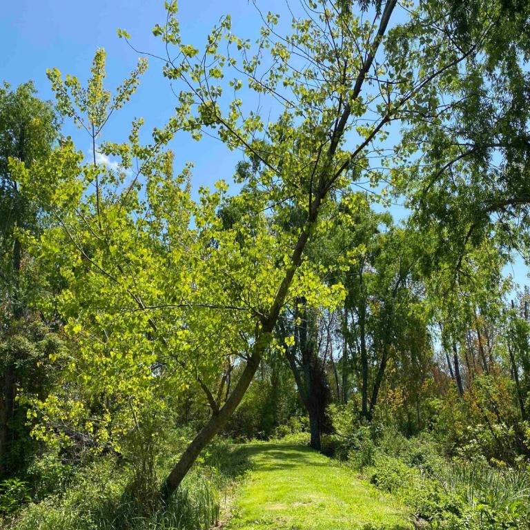 Chalet en Delta Tigre Pileta y muelle privado 6 personas - Casa de 2 dormitorios - 68