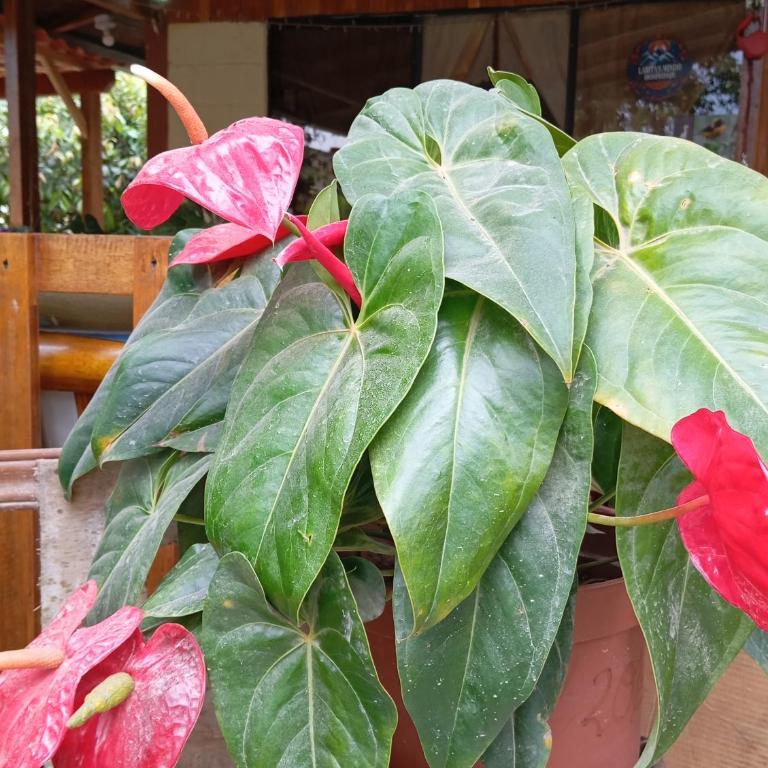 Larita' Rose MINDO Hospedaje y casita de Campo Los Guayabales - Habitación Doble con baño privado - 13