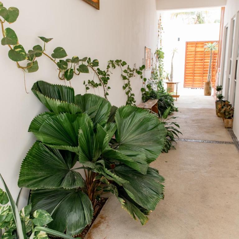 CASA GUAJE 5min to Beach Bacocho and Coral 3Floor House 6 Bedrooms all with AC 8 beds up to 16 Guests Wifi starlink - Apartamento - 18
