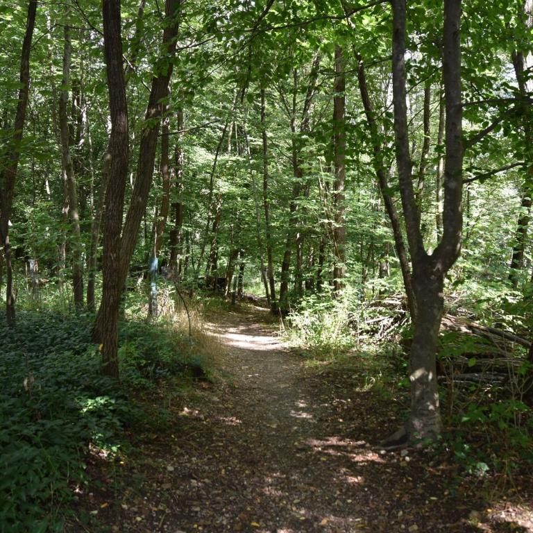 Ein Traum im Leechwald nähe LKH - Apartment mit 2 Schlafzimmern - 4