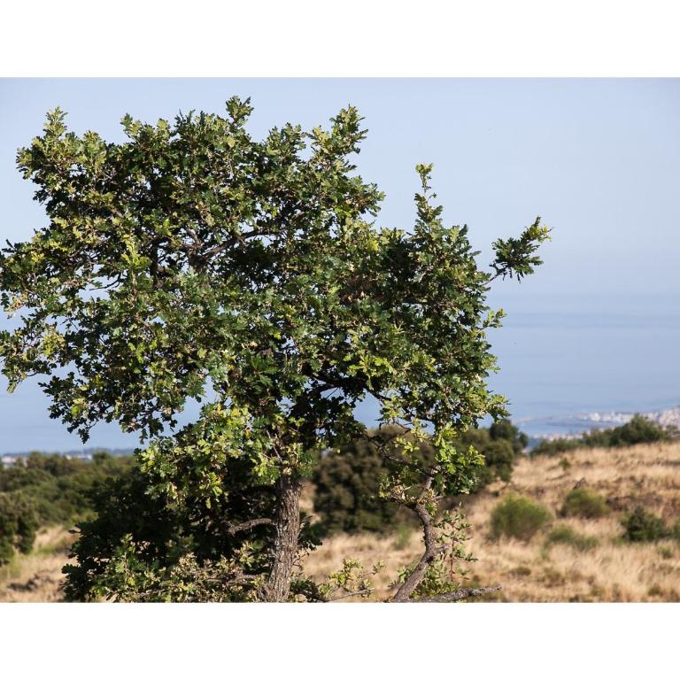 EcoAgriturismo Notti Stellate Etna Mare - Appartamento con Vista Mare - 43