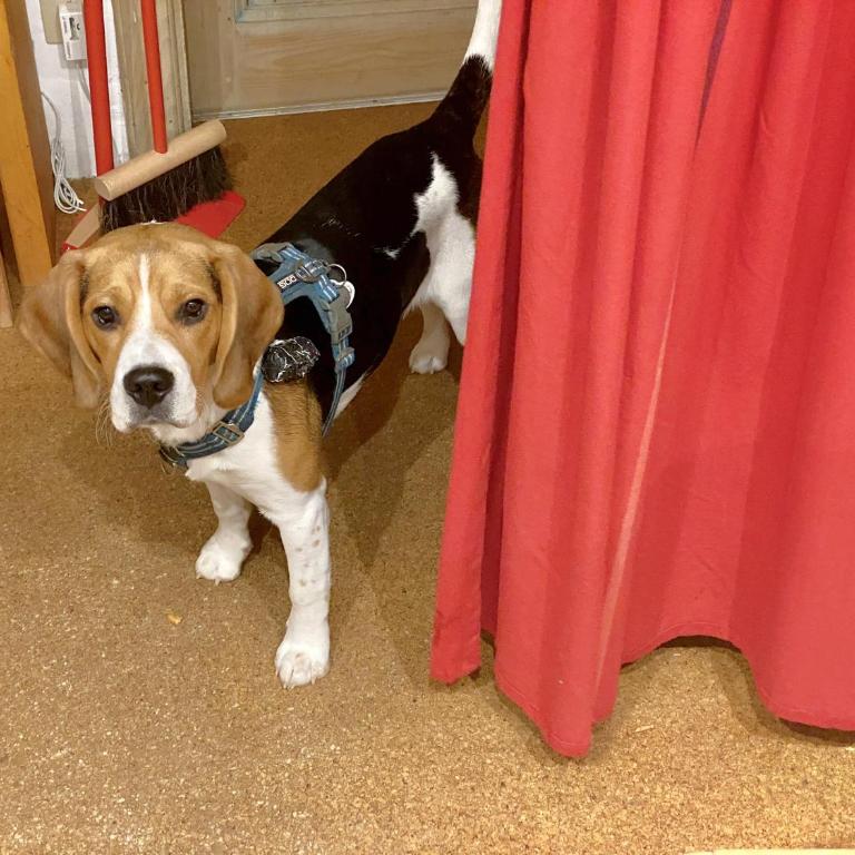 Chambre privée non verrouillée dans un appartement partagé - avec chien - Chambre Simple avec Salle de Bains Commune - 2