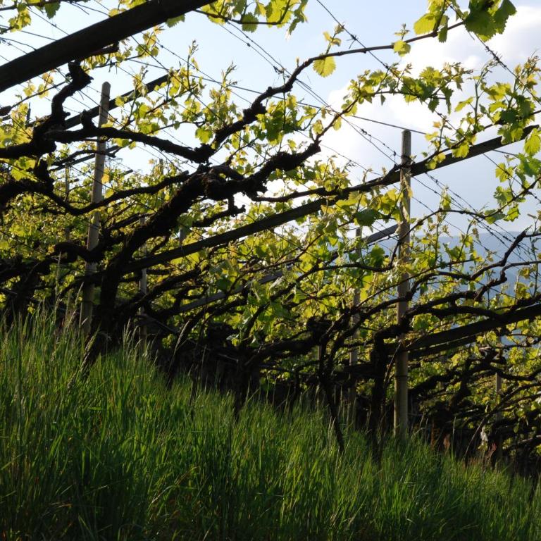 Weingut Messnerhof - Appartamento con 2 Camere da Letto - 24