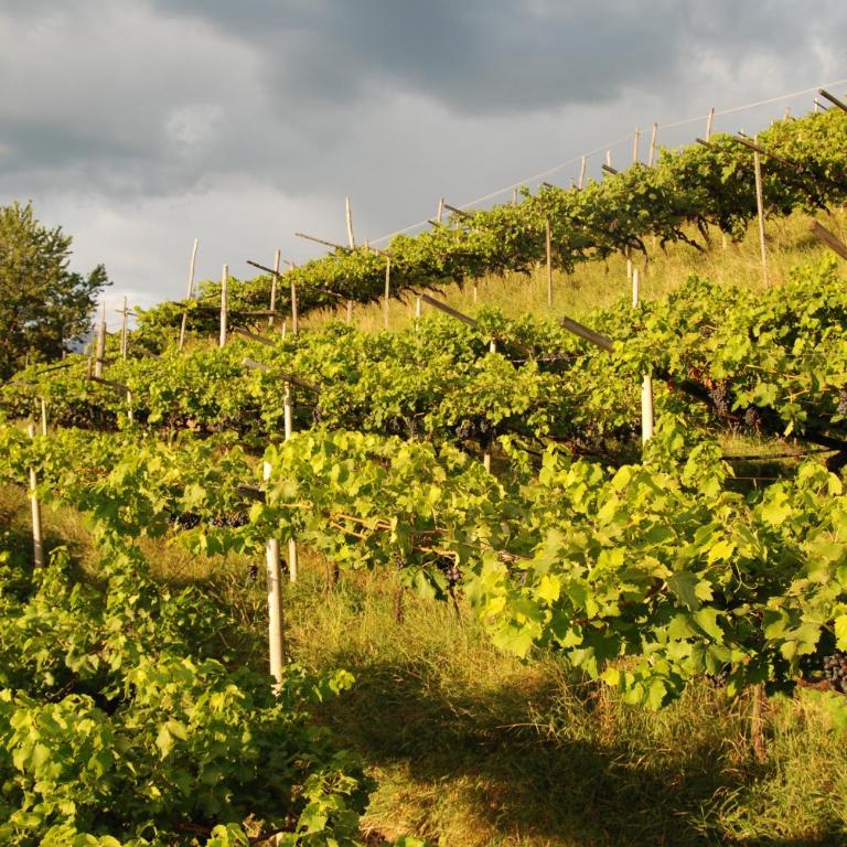 Weingut Messnerhof - Appartamento con 2 Camere da Letto - 25