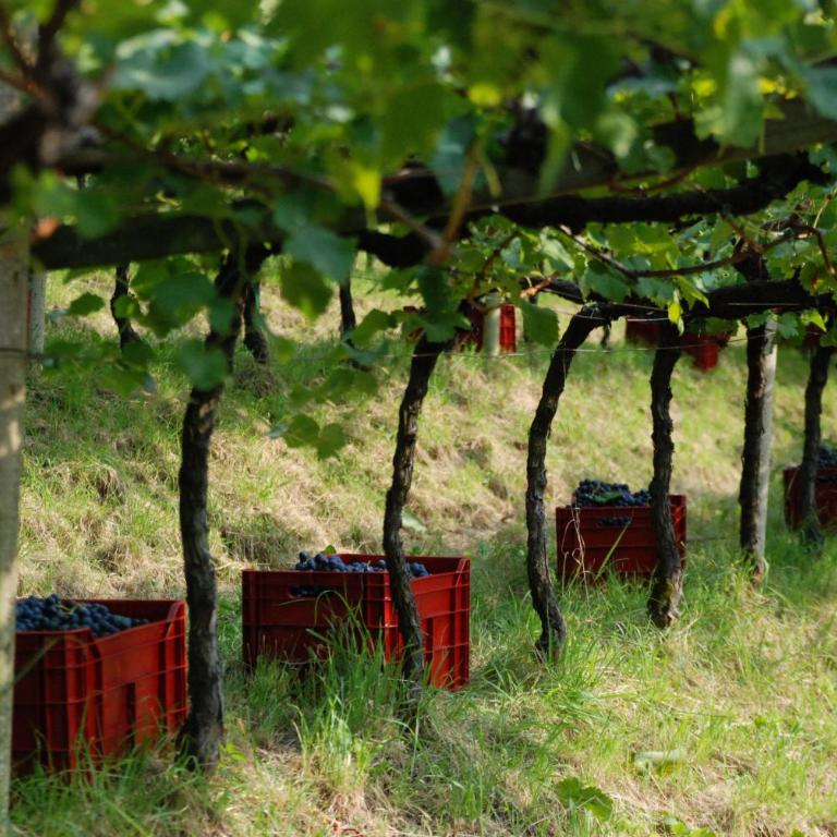 Weingut Messnerhof - Appartamento con 2 Camere da Letto - 27