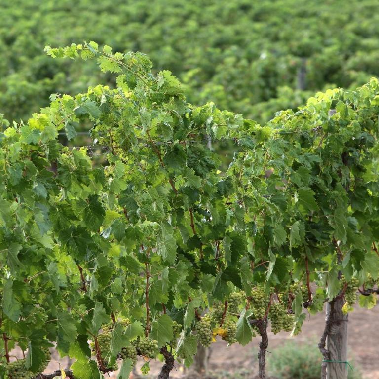 Azienda Agricola A Bonacchi - Appartamento con 1 Camera da Letto - 6
