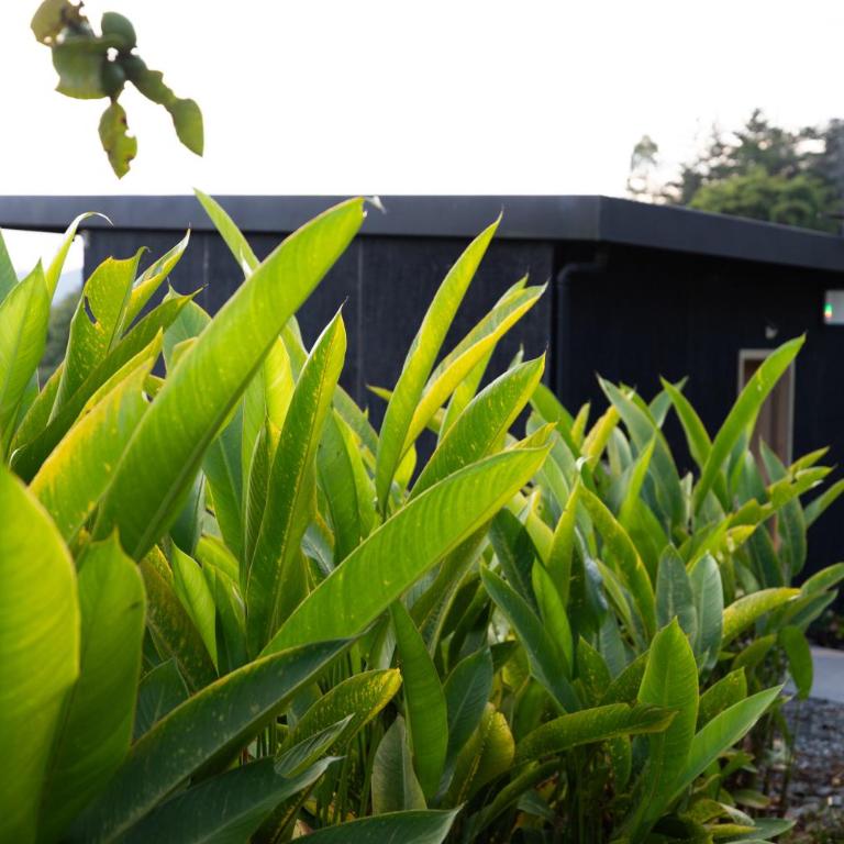 Roots Eco House - Suite with Mountain View - 38