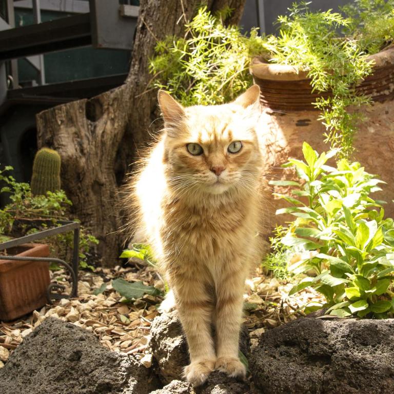 Sicilian Home - Appartamento con Terrazza - 31