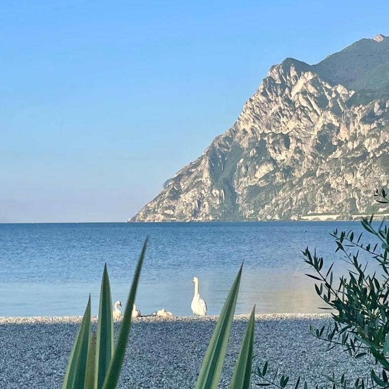 La bougainville - luxury apartment - Apartment mit Seeblick - 48