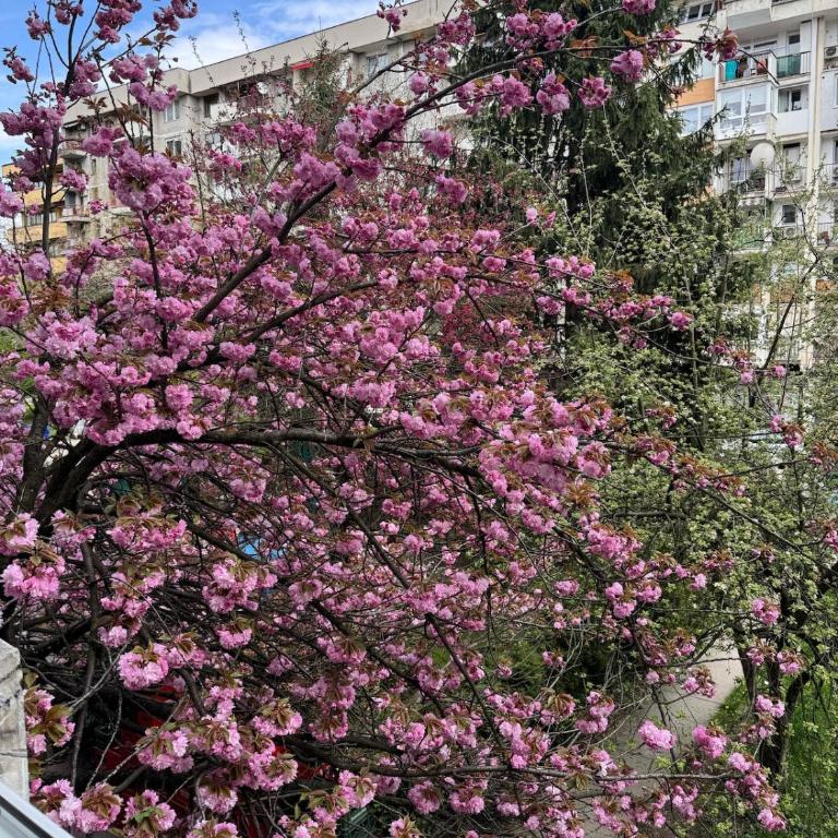 Sakura Stay - 2bdr - AC - Central - Two-Bedroom Apartment - 12
