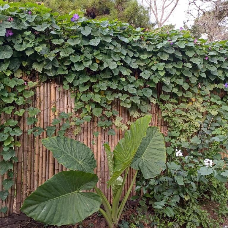 Casa tipo Loft muy Luminosa - Apartamento de 1 dormitorio - 30