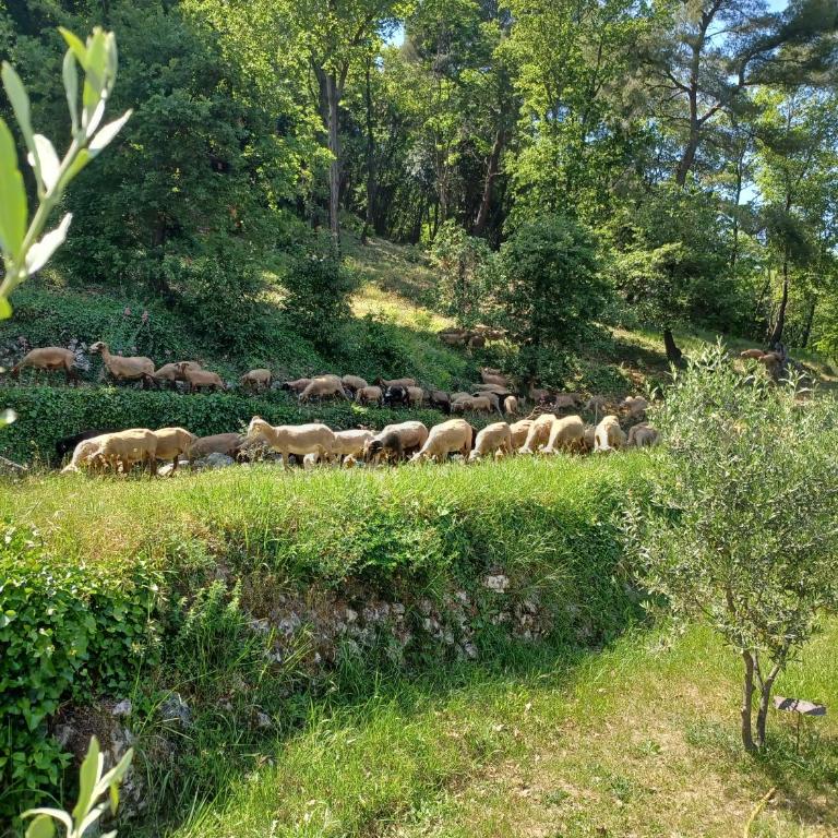 Le Clos Manon - Villa 3 Chambres - 76