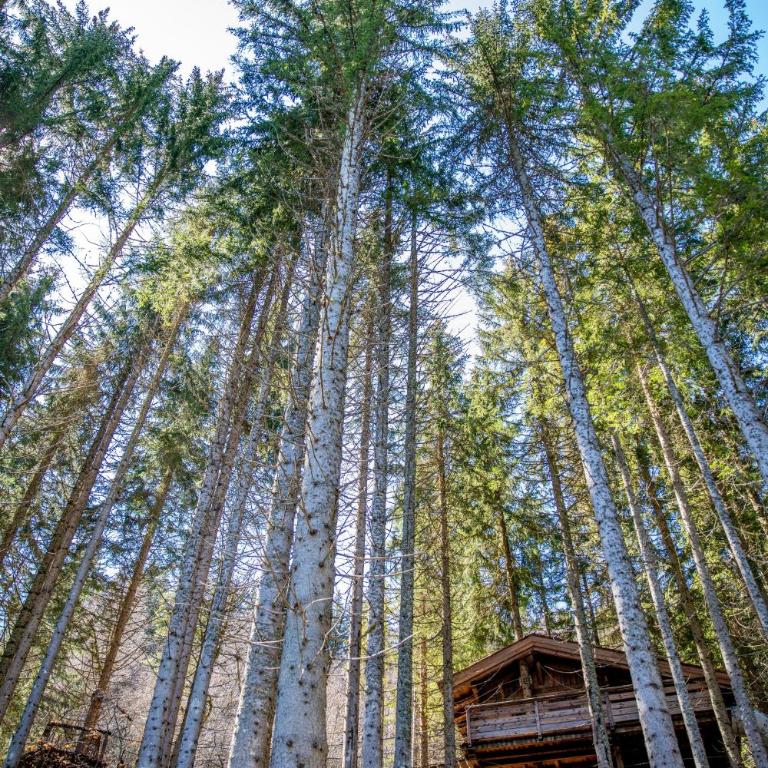 Cabane entre terre et ciel - Cabane dans les Arbres Ruisseau - 6