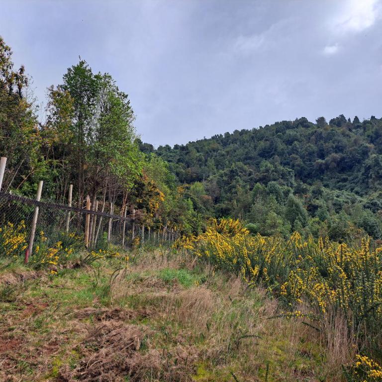 Cabaña Acogedora con Vista al Rio Valdivia, Niebla - Three-Bedroom House - 29