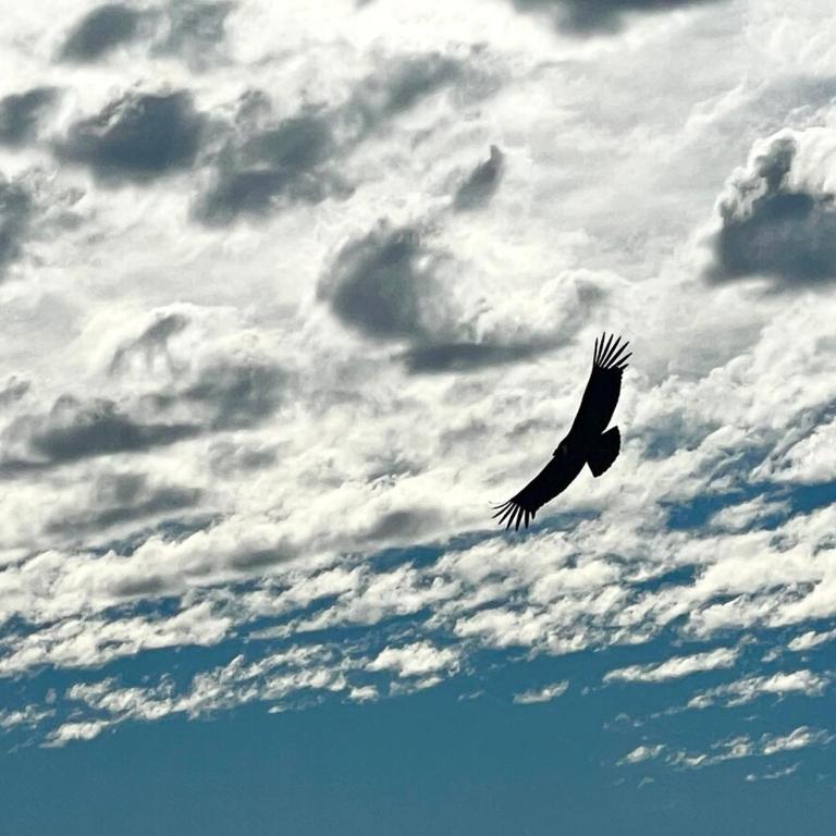 Cabaña equipada en el Ingenio , hot tub y parrilla - Casa con 1 dormitorio - 43