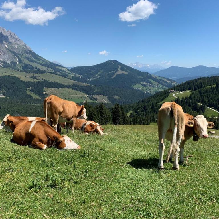 Chalet in Mühlbach near Ski Slopes - Superior Chalet - 31