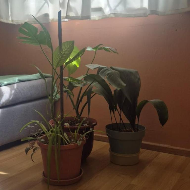 Departamento Centro Neuquén Capital - Apartamento - Planta baja - 2