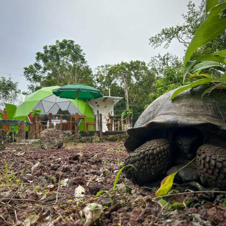 The Tortoise Dome Lodge - Double Room - 11