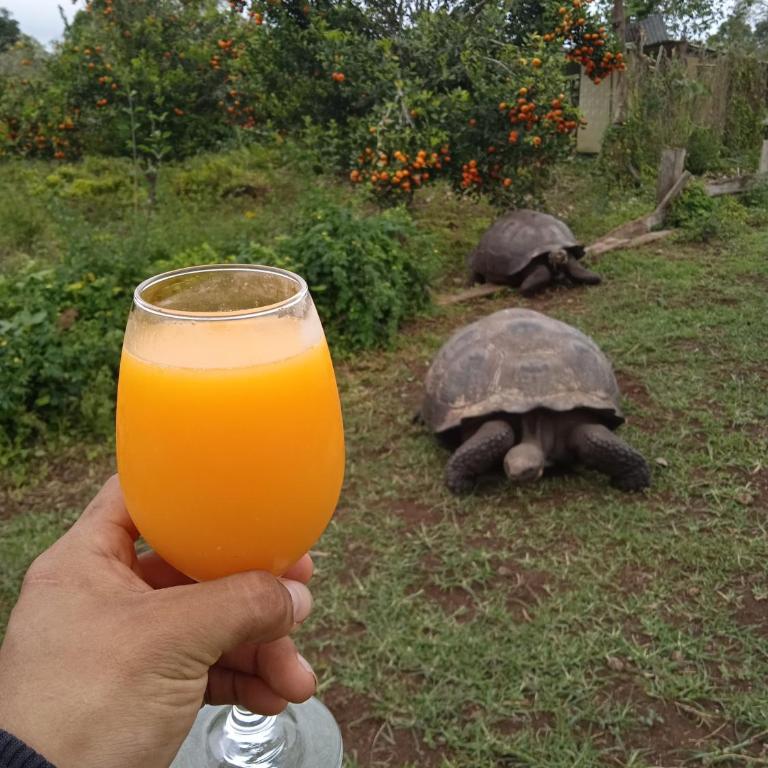 The Tortoise Dome Lodge - Double Room - 23