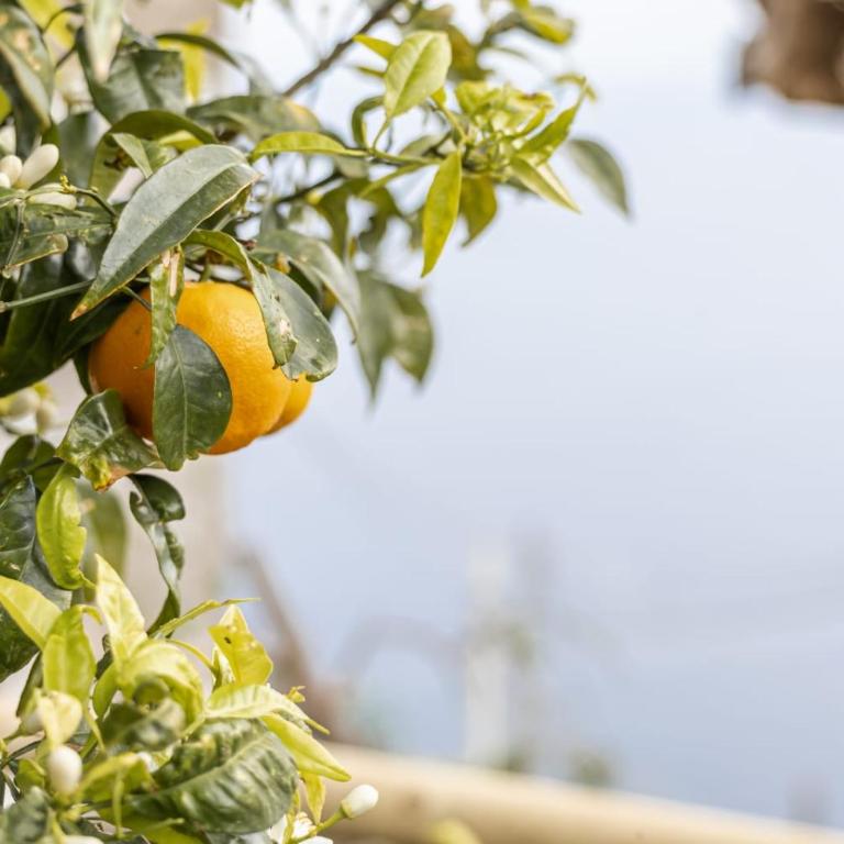 Un Nido Su Amalfi - Appartamento con 1 Camera da Letto - 28
