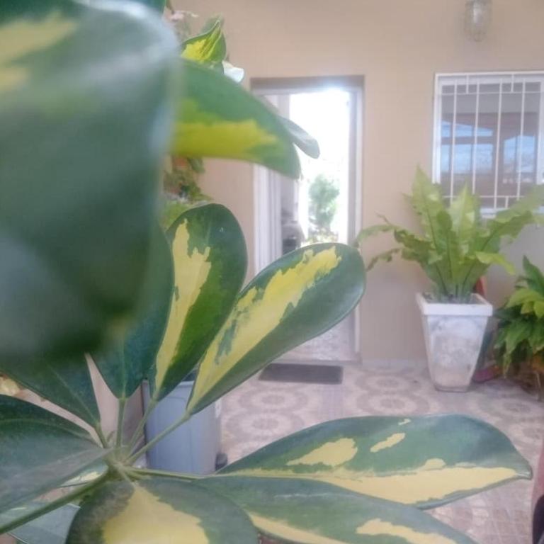 RAIZ DEL CIELO, entre 2 jardines de ensueño - Casa de 2 dormitorios - 88