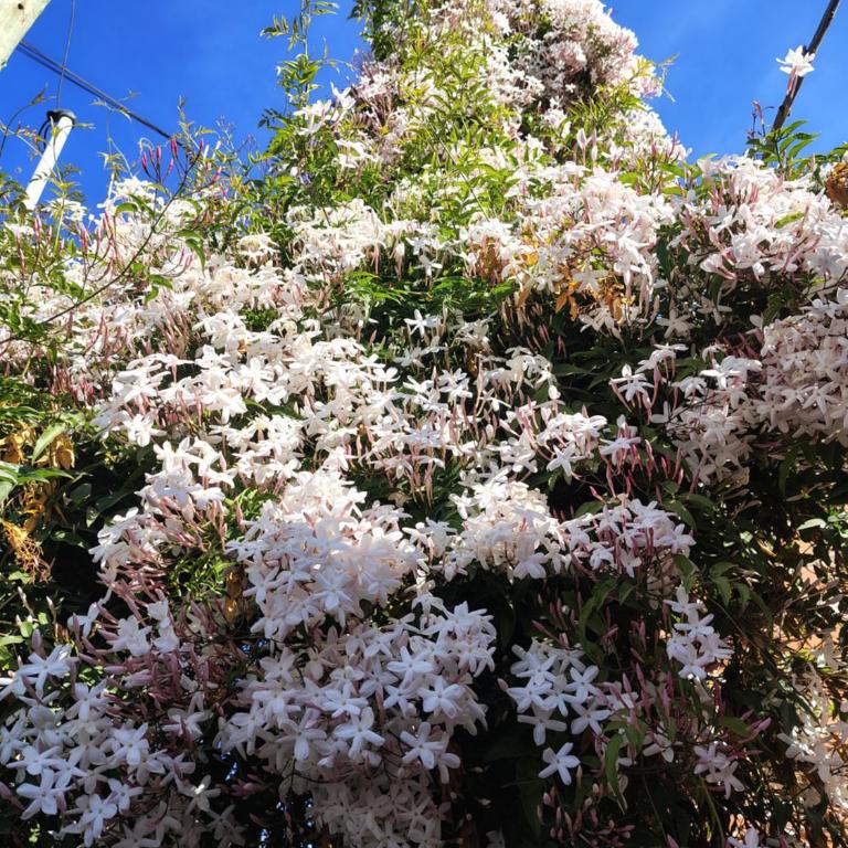 La Casita - Casa - 6