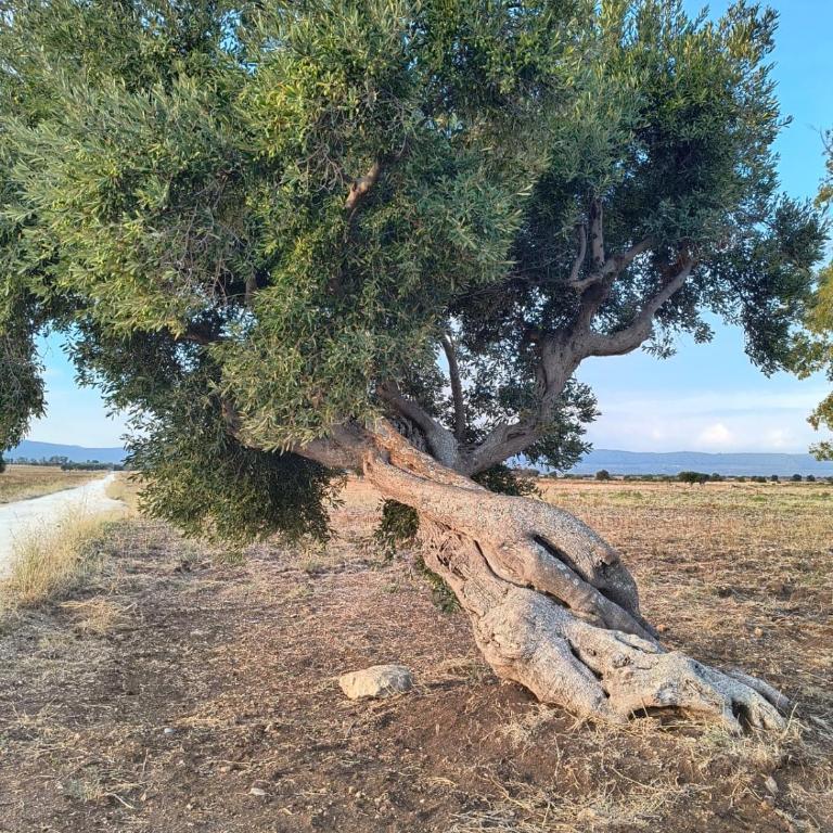 Trulli Chiancaluna - Art Farm Stories - Villa Deluxe - 95