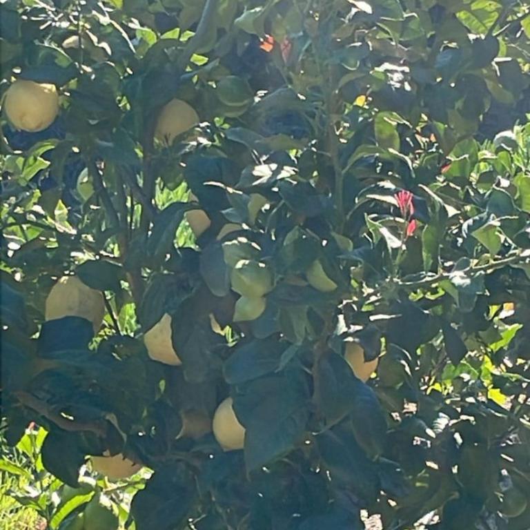 El Convento-Las Salinas, espaciosa y cómoda cabaña - Chalet - 57