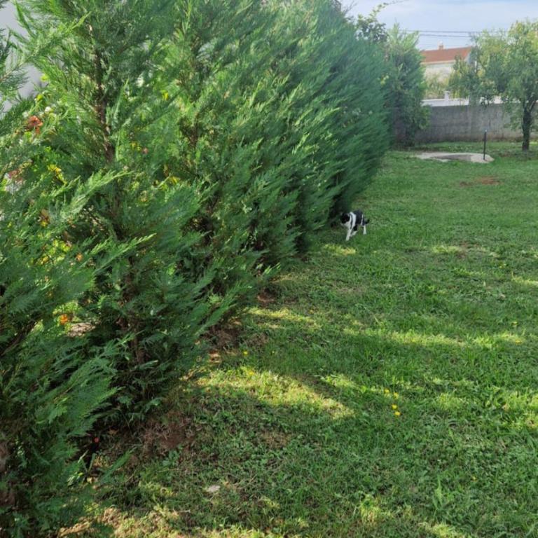 LuxEcoCottage - Apartman sa 1 Spavaćom Sobom - 19