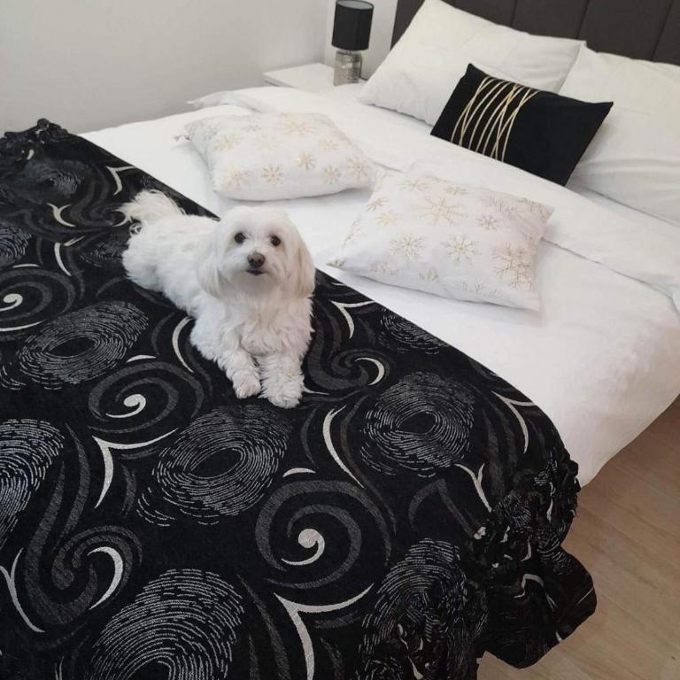 Harry apartments - Apart & spa Zoned Kopaonik, Special offer for Genius status, in addition, we offer special benefits for children up to 17 years old!!! - Deluxe Double Studio - 9