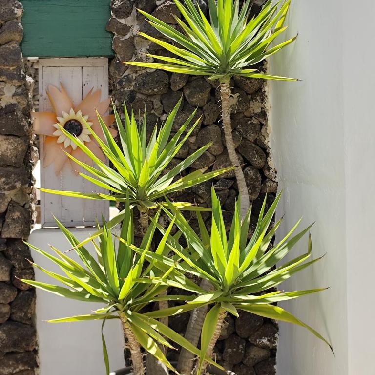 Ave Paraíso - Cozy and Sunny house - Two-Bedroom Apartment - 5