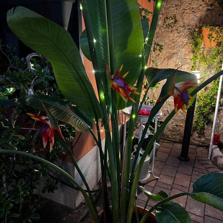 Very nice flat in Lerici 5 terre Villa Aurora in centro con parcheggio - Villa con Piscina Privata - 25