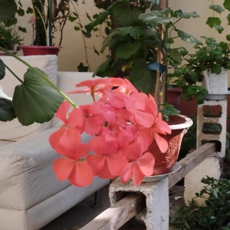 Casa los Ciruelos en El Tambo a 15 minutes from downtown - Two-Bedroom House - 15