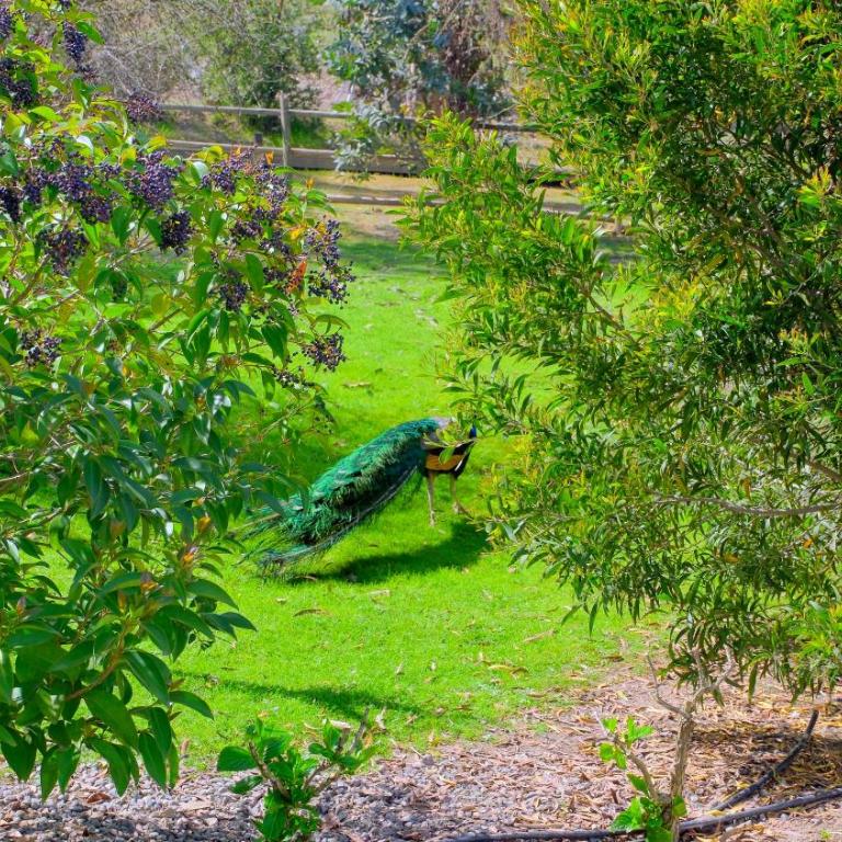 Cabañas Boutique Faldeos de La Lajuela - Apartamento de 1 dormitorio - 30