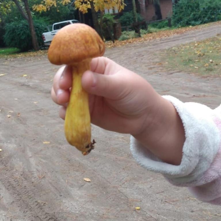 Mirador del bosque - Casa con 1 dormitorio - 26