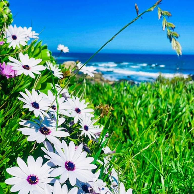 tiny house frente al mar - Casa Móvil - 24