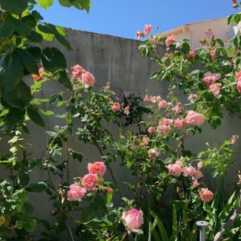 La Maison Rose - Maison de Vacances - 17