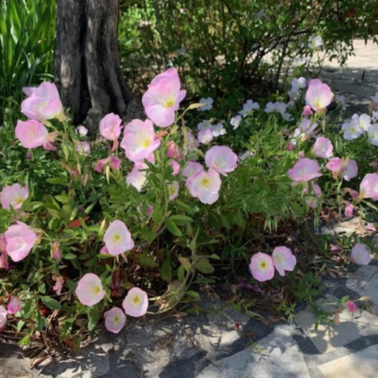 La Maison Rose - Maison de Vacances - 27