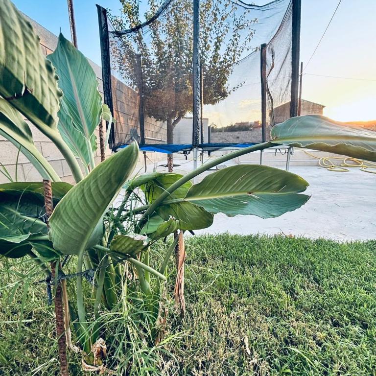 L'HORTET - Delta de L'Ebre - Four-Bedroom House - 40