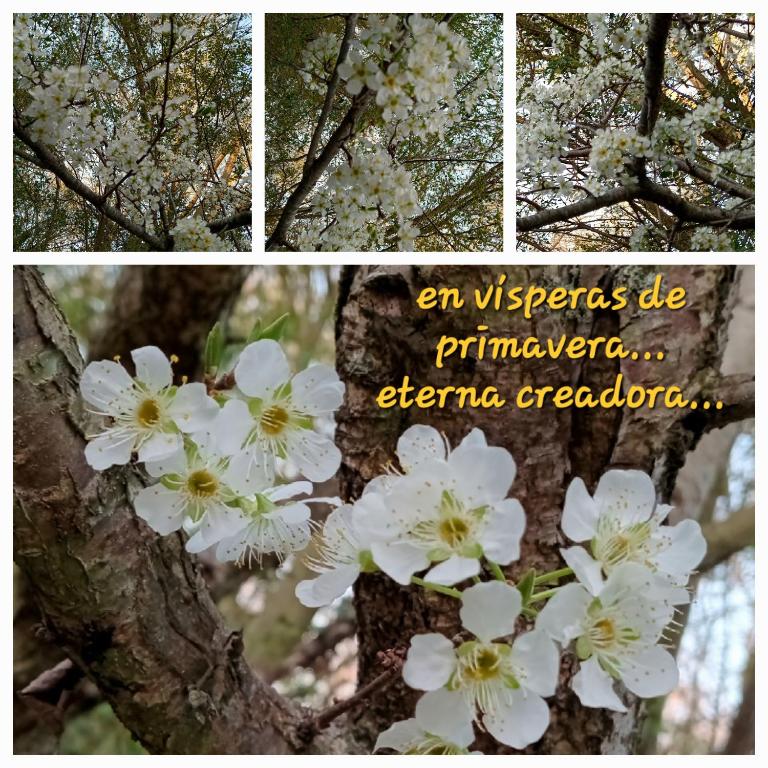 Cabaña La Paz - Apartamento de 1 dormitorio - 5