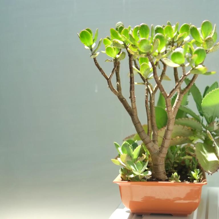 Monoambiente para Dos Escapada Perfecta - Apartamento de 1 dormitorio - 55