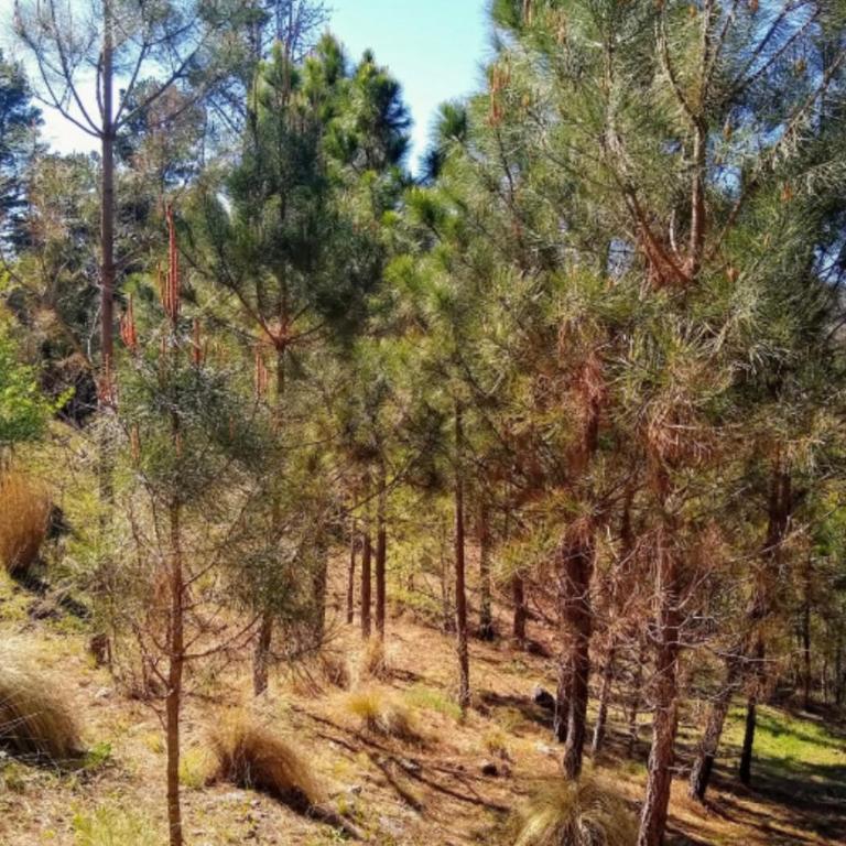 Terrazas del Pinar, Loft con pileta exclusiva en bosque serrano - Chalet de 1 dormitorio - 15