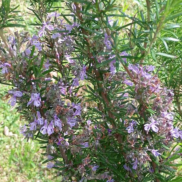 El vergel de la Sierra - Three-Bedroom Chalet - 42