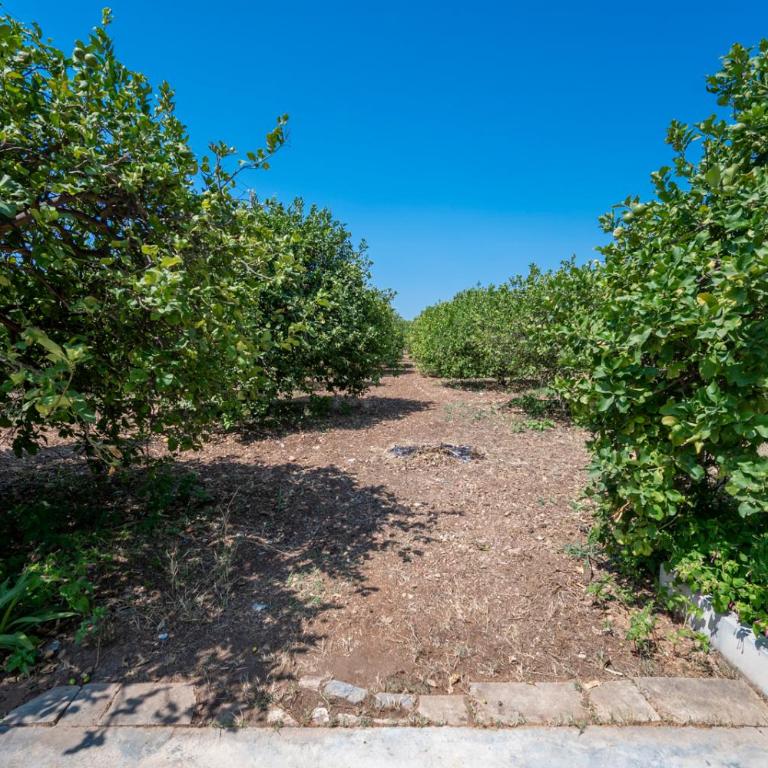 Il Limoneto di nonno Corrado - Casa con 3 Camere da Letto - 44