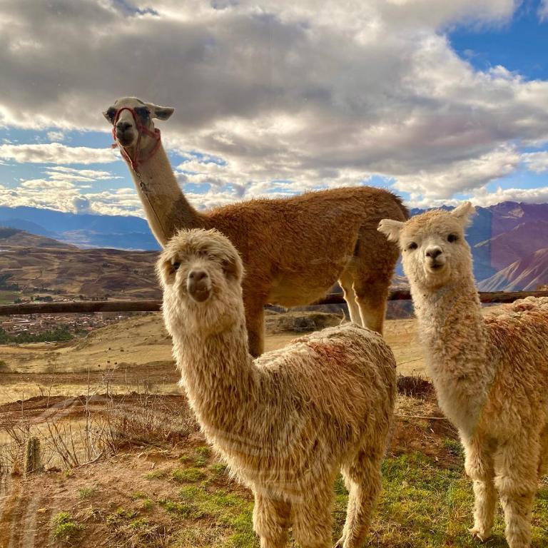 Sky Dome Peru - Habitación Doble con vistas a las montañas - 2 camas - 2