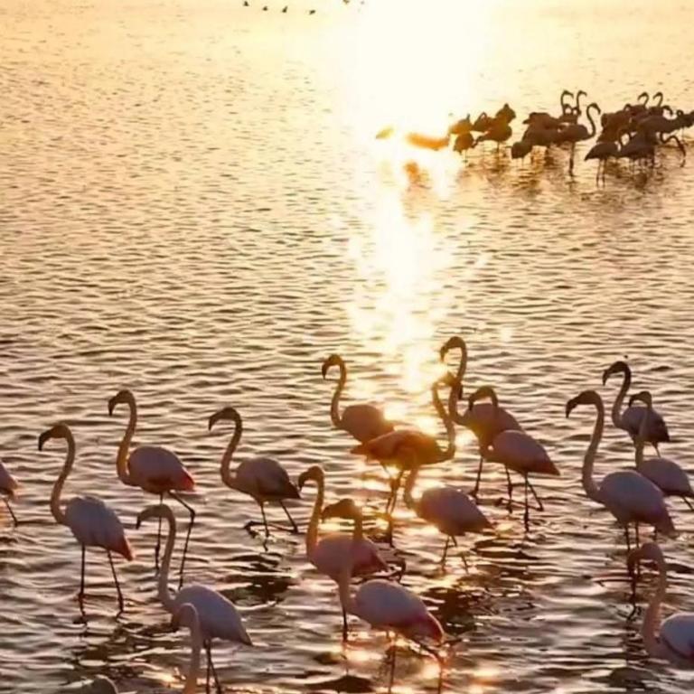Le Nova blue les pieds dans l'eau - Appartement 1 Chambre - 22
