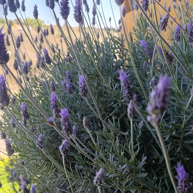 Lavanda y Romero Villa Yacanto de Calamuchita - Apartment - 13