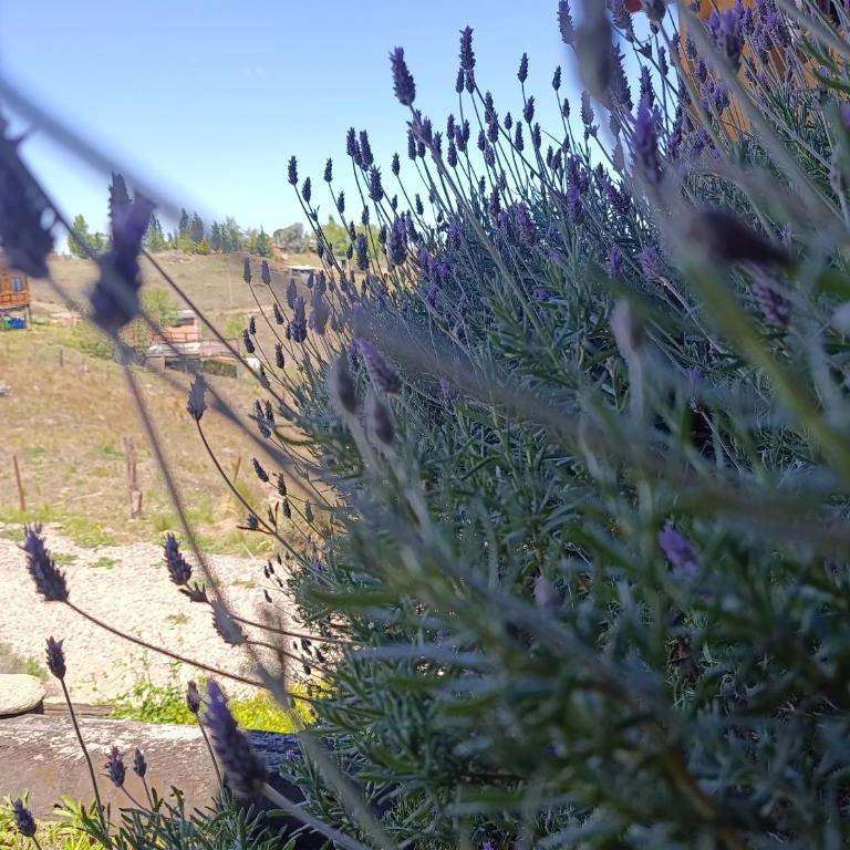 Lavanda y Romero Villa Yacanto de Calamuchita - Apartment - 14