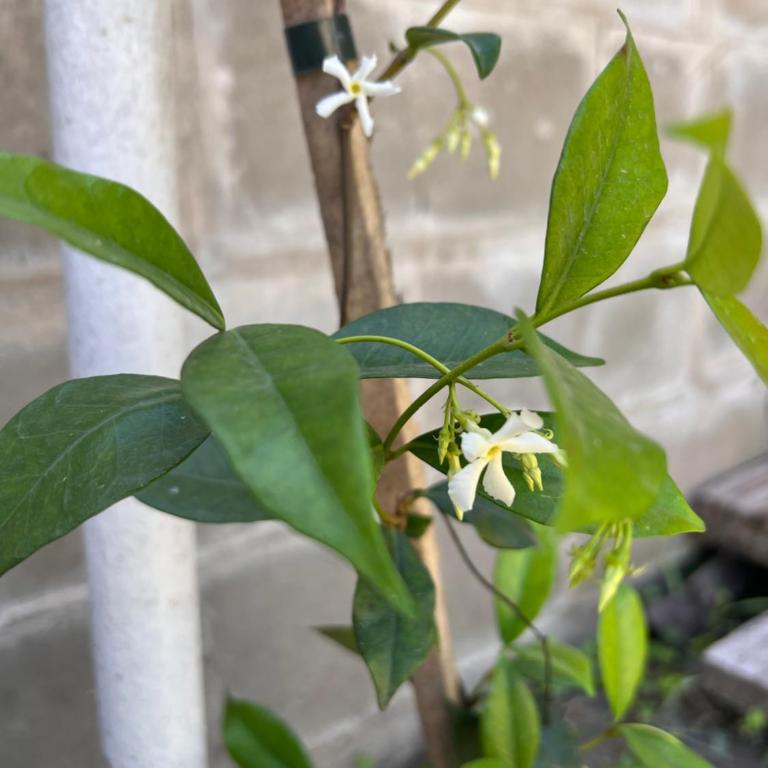 Casa de Alquiler Temporario - One-Bedroom House - 22